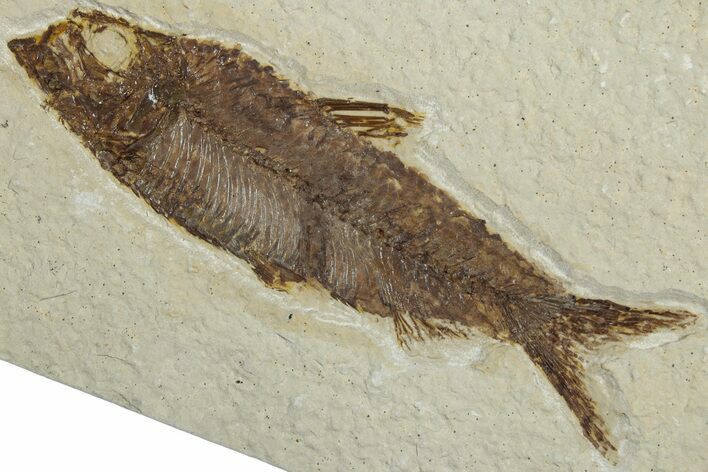 Detailed Fossil Fish (Knightia) - Wyoming #318500